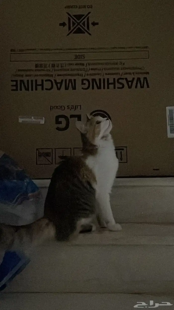 قطوه شيرازيه مكس بلدي أنثى 1