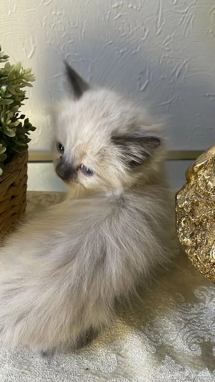 قط صغير للبيع 9