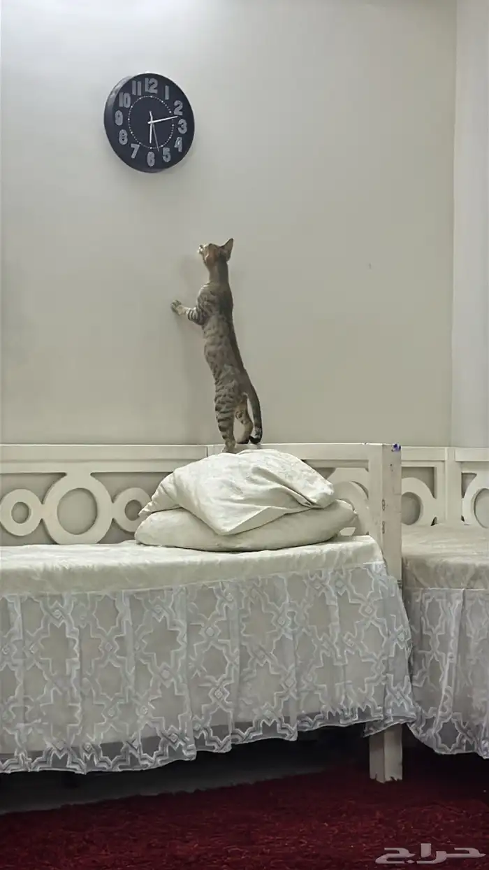 قطط للتبني 0