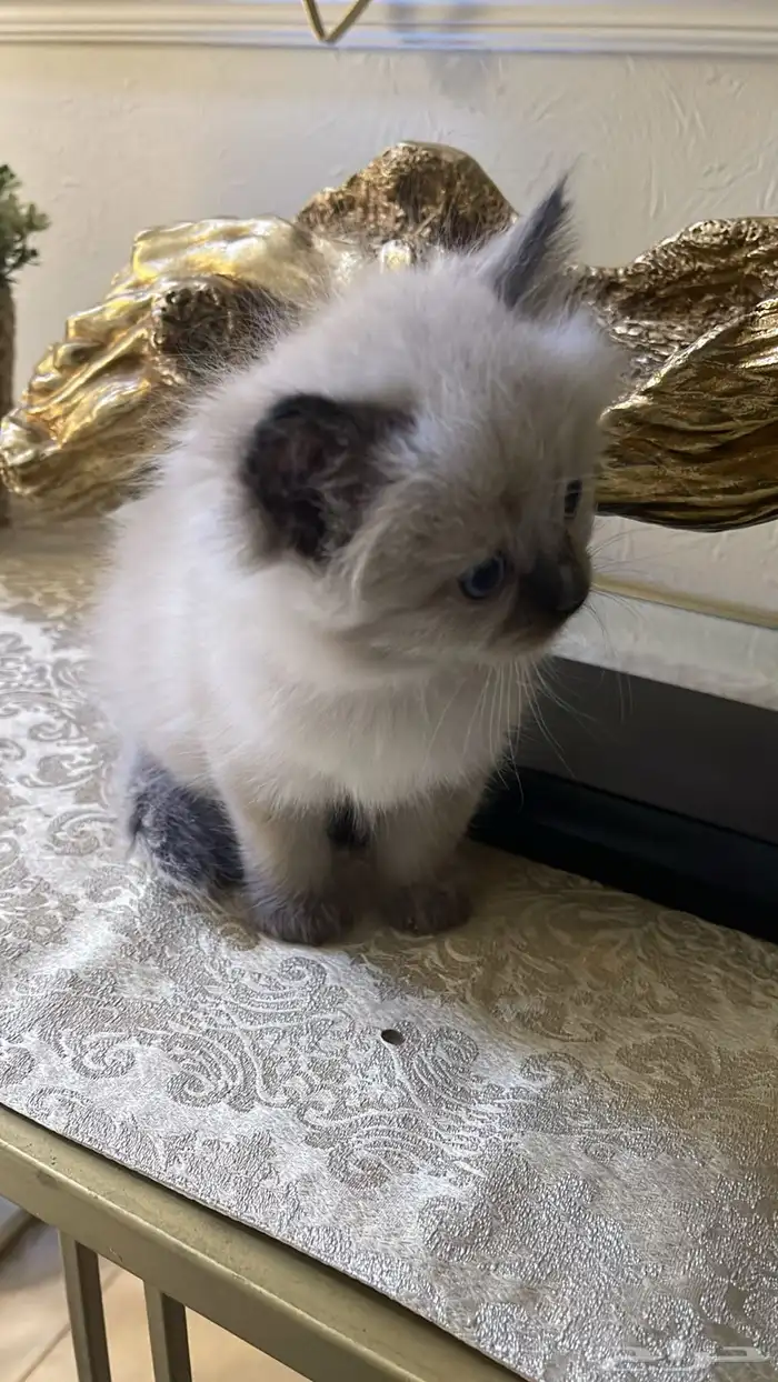 قط صغير للبيع 4
