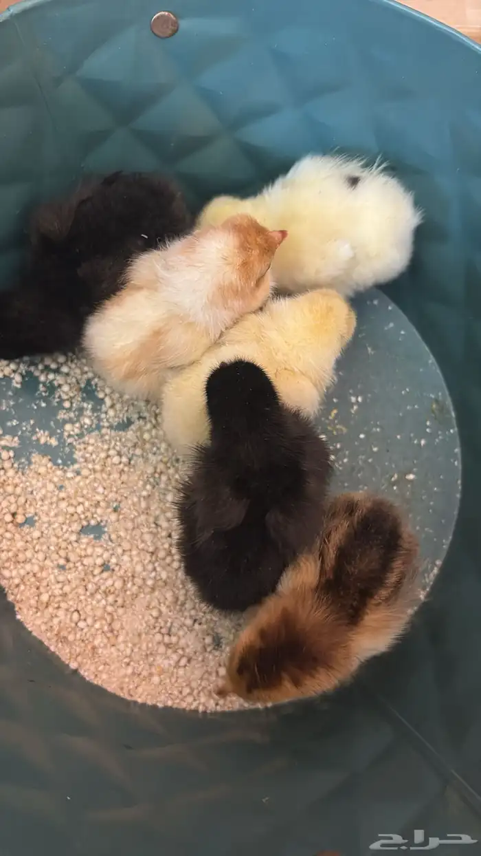 صيصان دجاج تركي ملونه 0