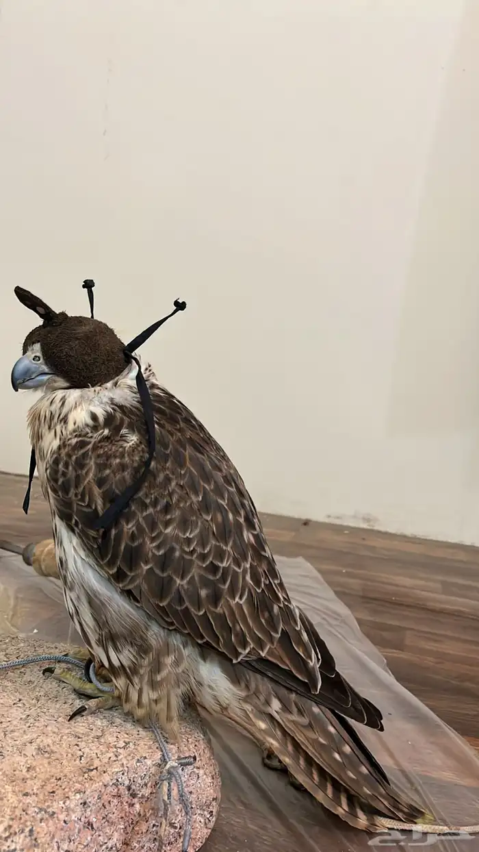 طير حر للبيع ( كوم ريش ) 0