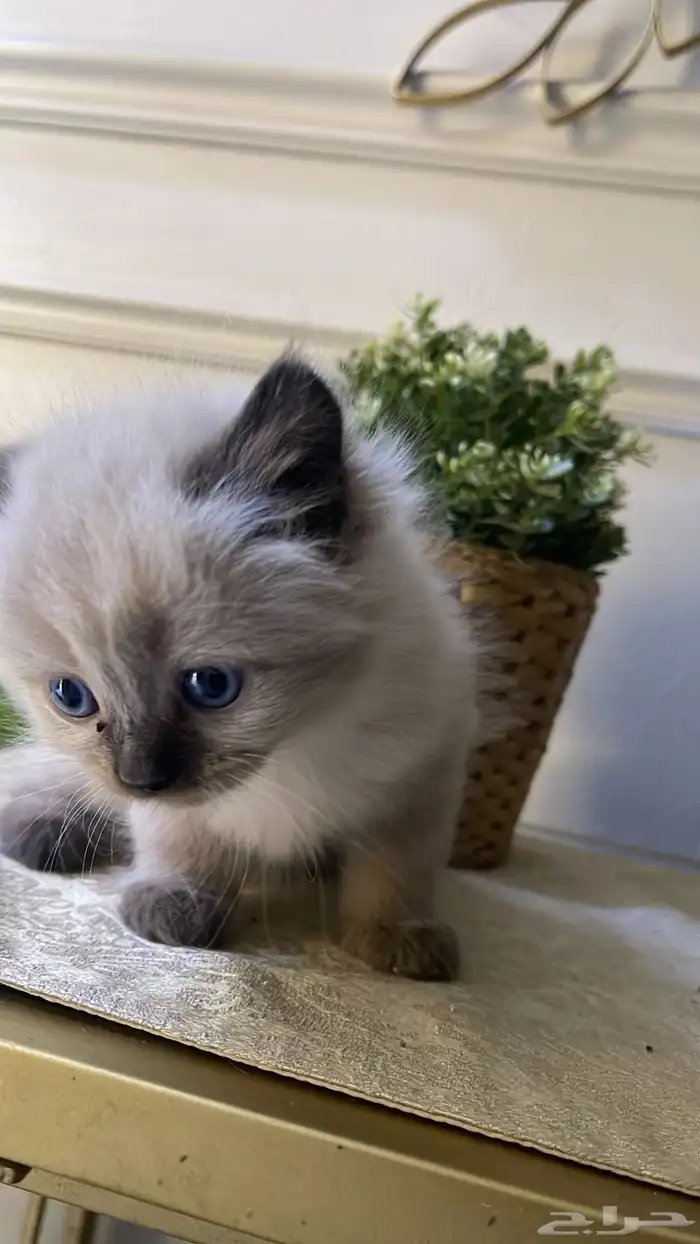 قط صغير للبيع 8