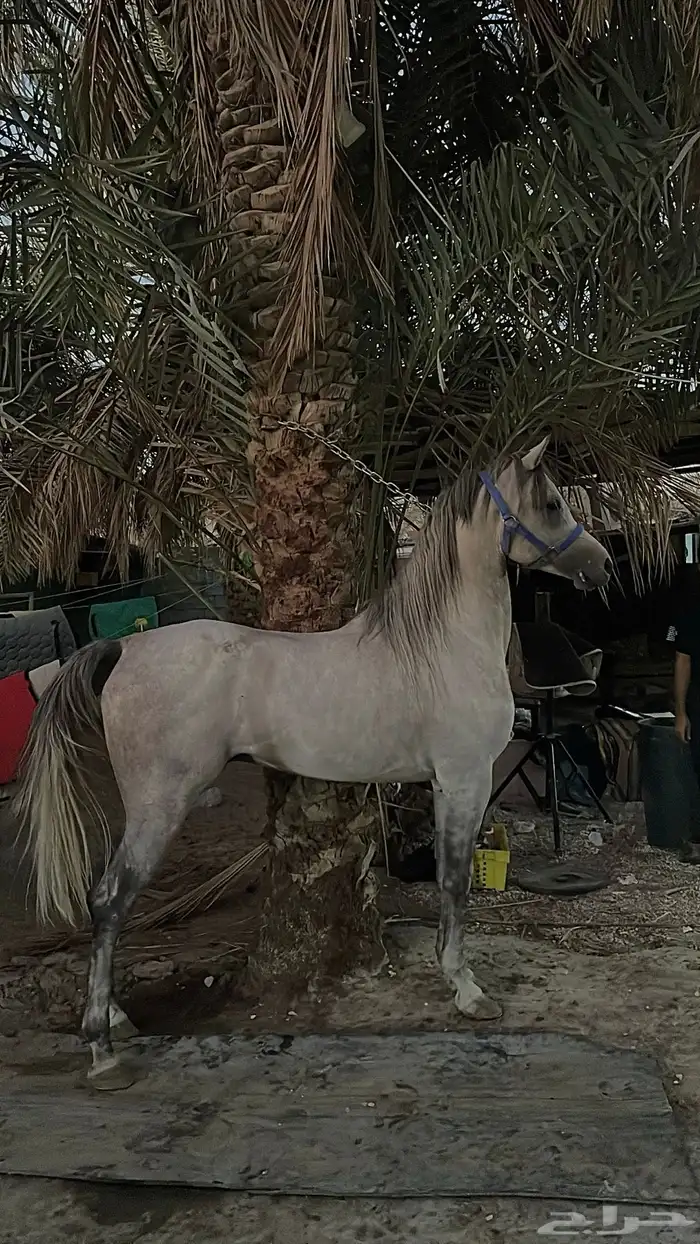 حصان شعبي بشخصية نار للبيع عالسوم 0