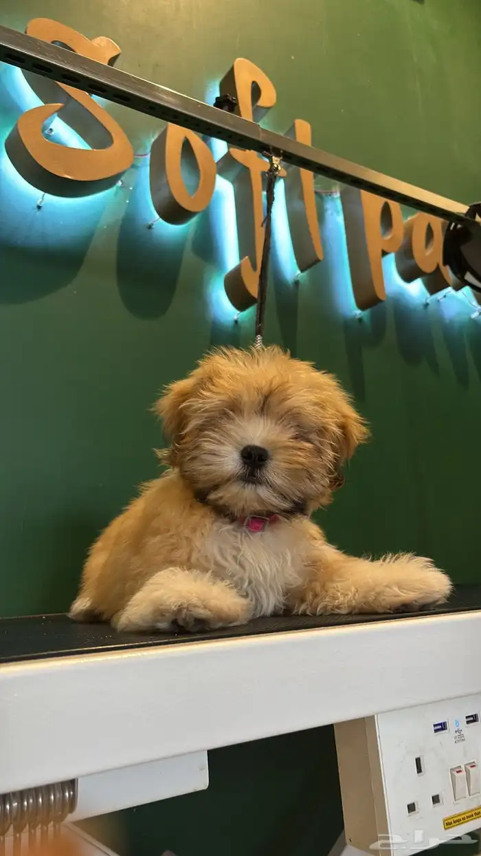 كلب ذكر للبيع 3