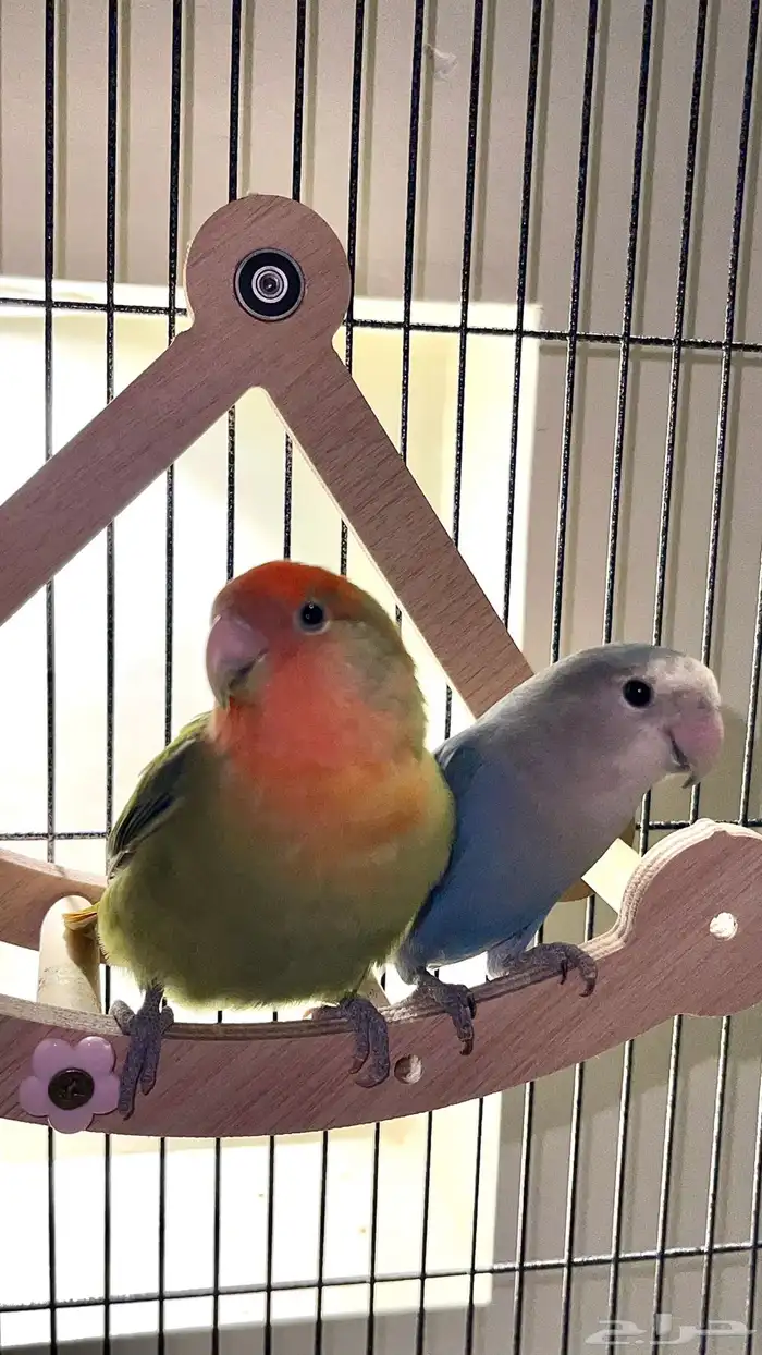 ببغاء روز للبيع 3