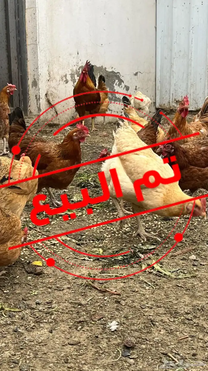 دجاج فرنسي بيور مستوى فخم حجم ارتفاع ترتيب تم البيع 0