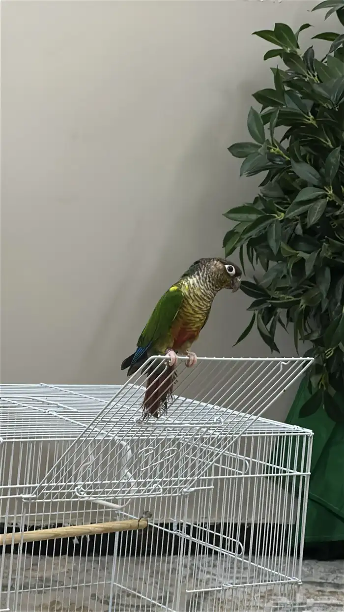 كنيور انثى 1