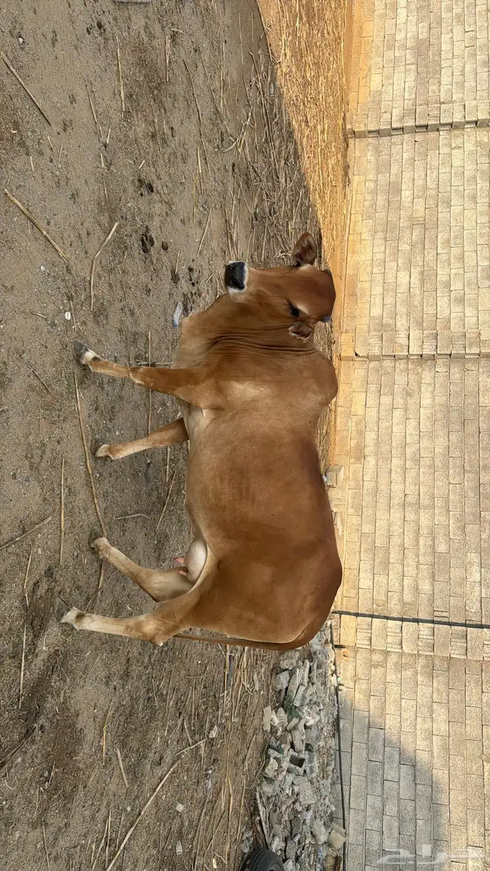 بقر بلدي للبيع 1