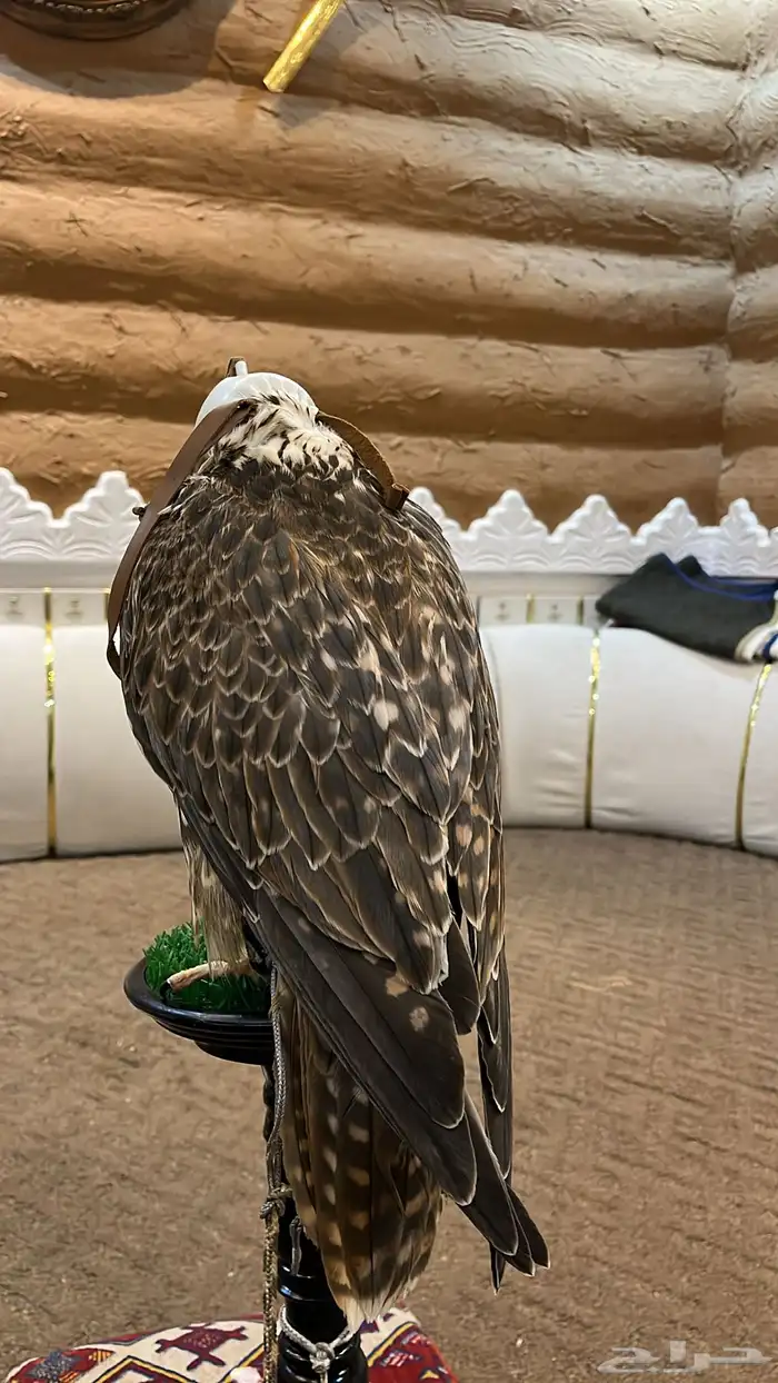 طير حر للبيع ( كوم ريش ) 1