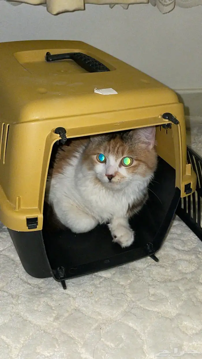 قطوه شيرازيه مكس بلدي أنثى 5