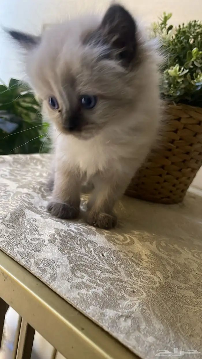 قط صغير للبيع 6