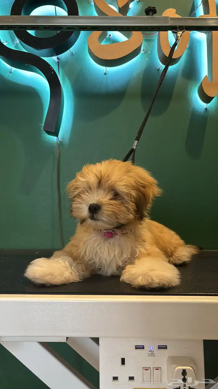 كلب ذكر للبيع 4