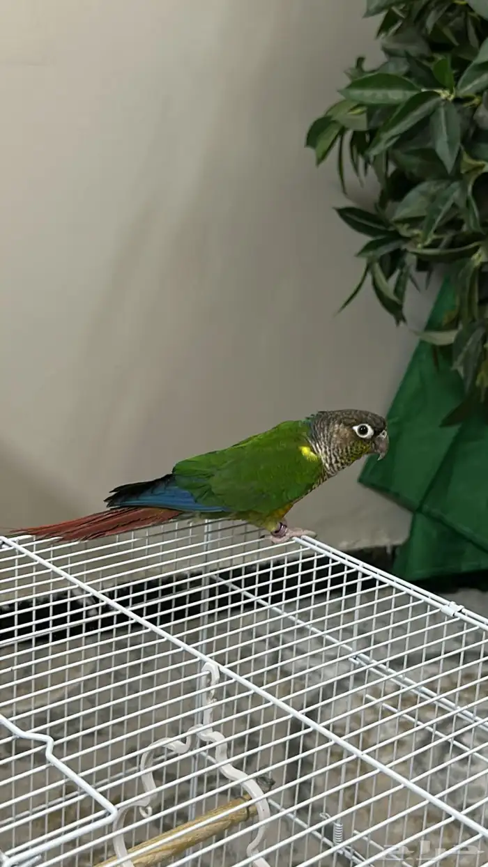 كنيور انثى 0