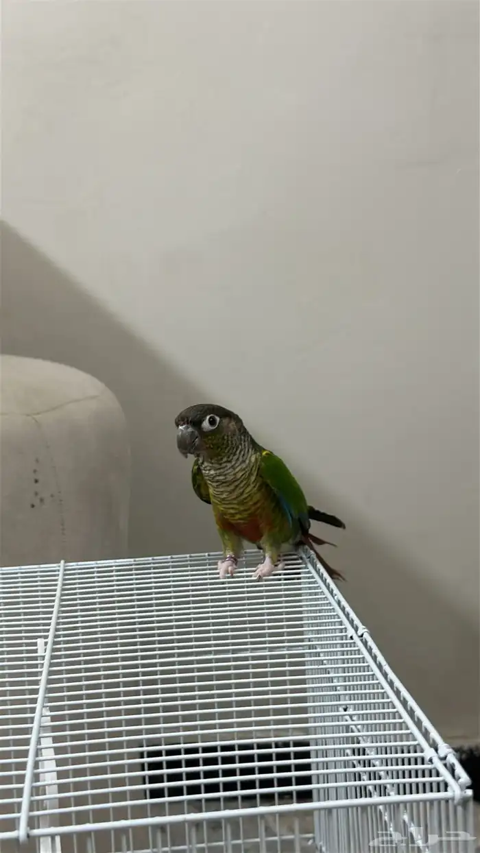 كنيور انثى 2