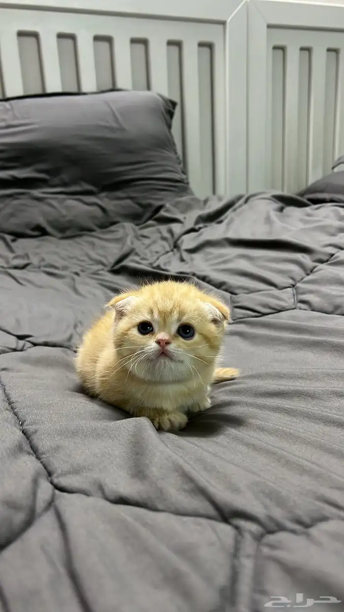 قطه صغيره سكوتش فولد 2