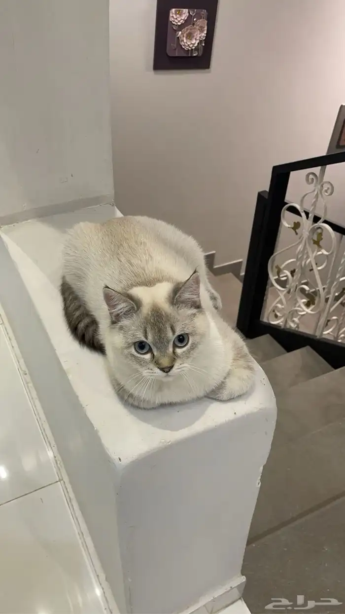 قط سكوتش فولد 0