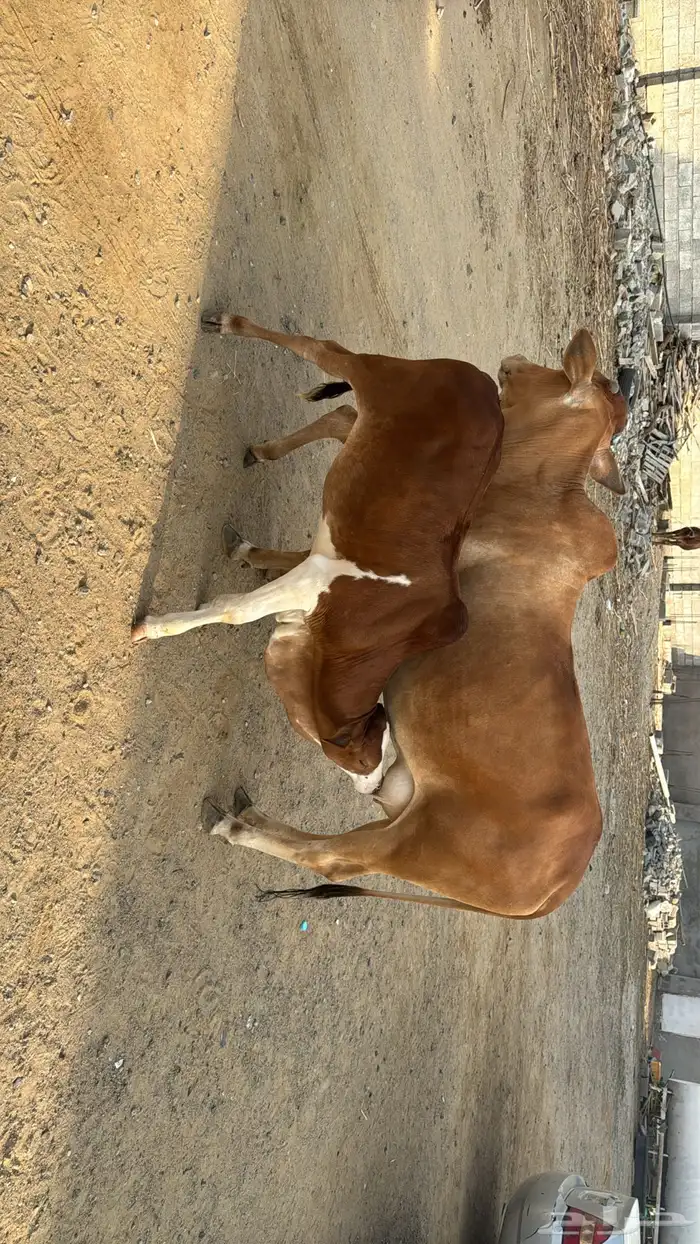 بقر بلدي للبيع 0