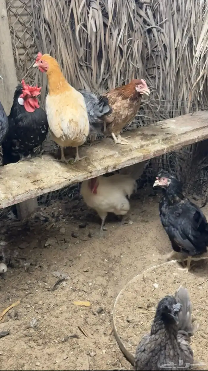 للبيع دجاج 0