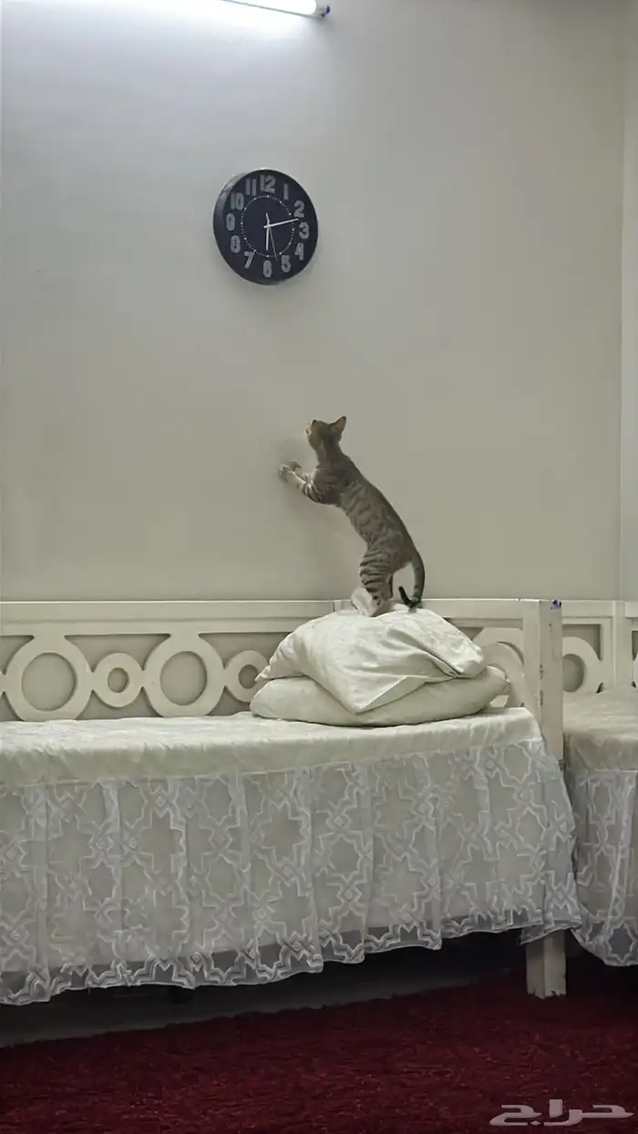 قطط للتبني 1