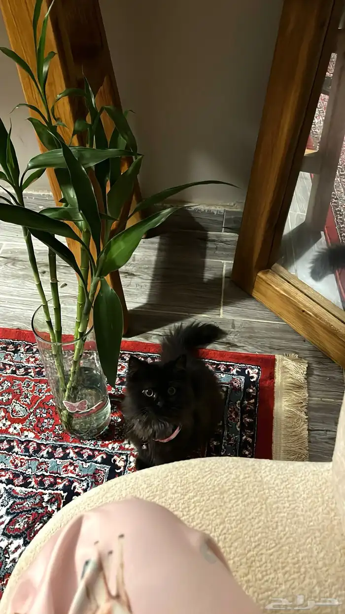 بسه عمرها أربع شهور بيع 2