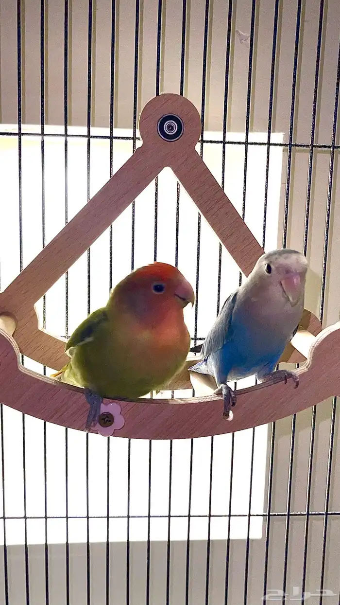 ببغاء روز للبيع 2