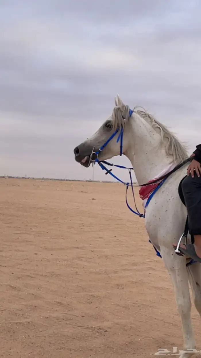 حصان شعبي شيخ 5