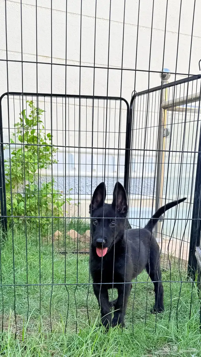 كلاب مالينو 1