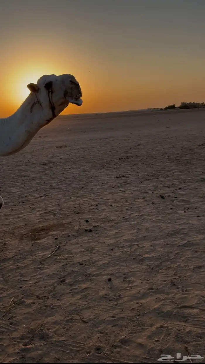 بعير باتلي 2