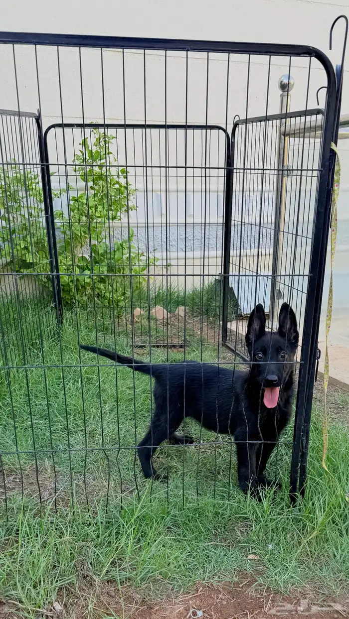 كلاب مالينو 0