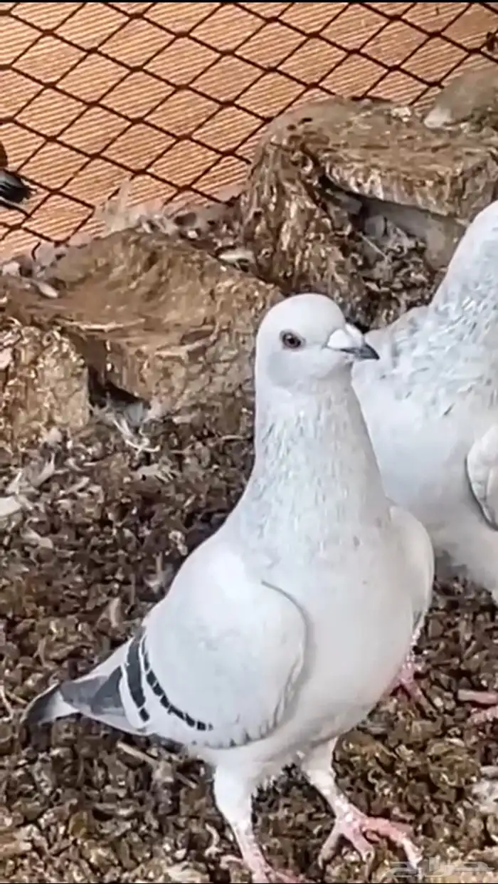 حمام شفرات شامي 2