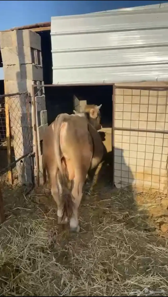 صور عجل للبيع 0