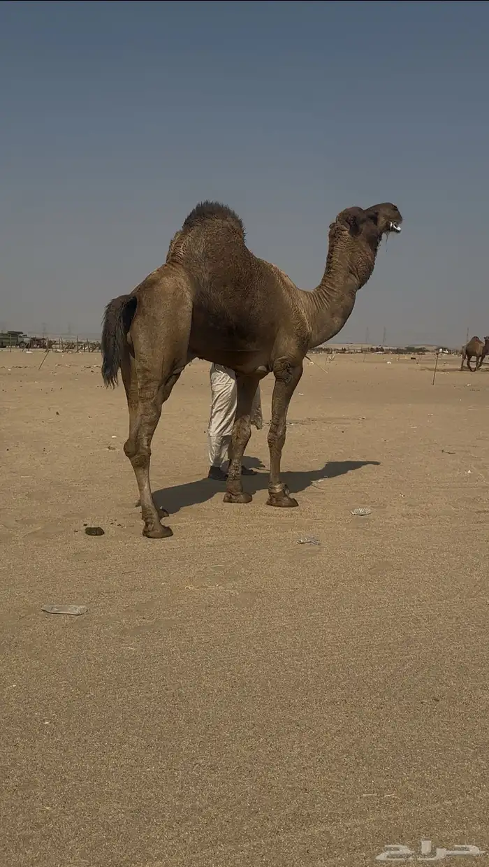 بعير ساحليه هايج 1