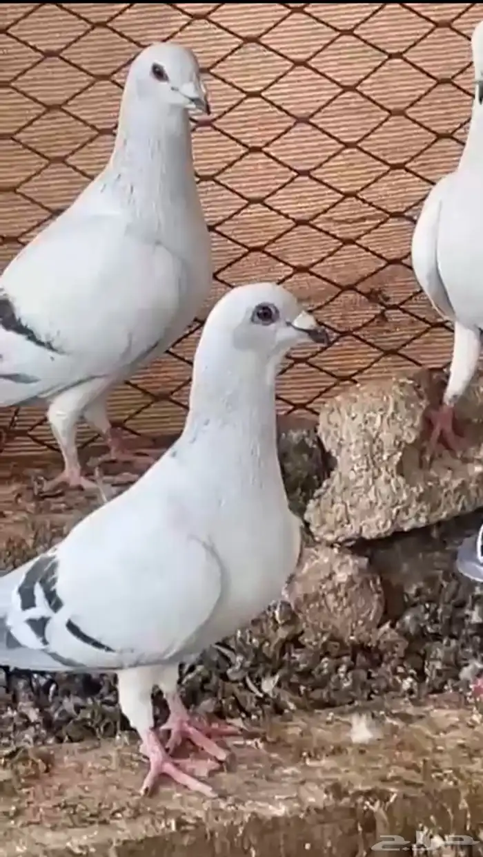 حمام شفرات شامي 0