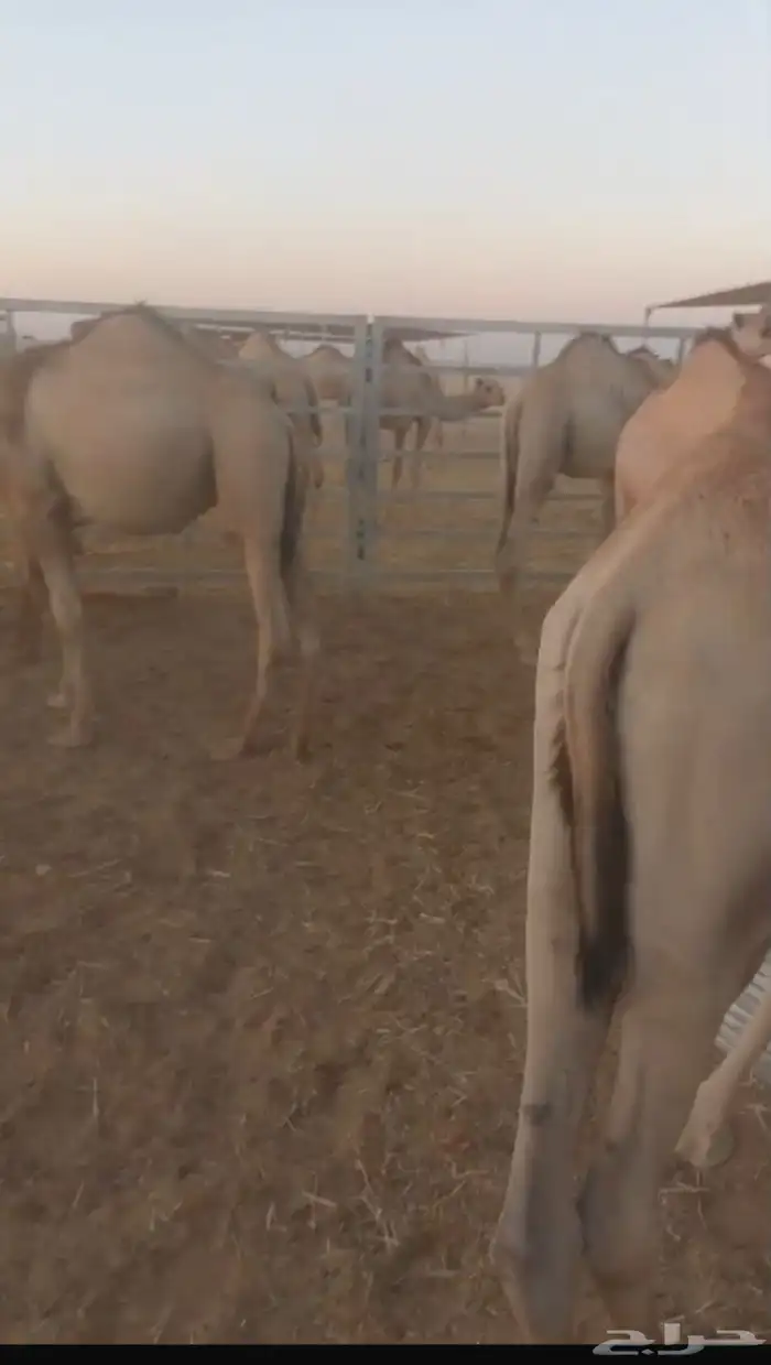 حشو مرابي مربوط له 3 أشهر 1