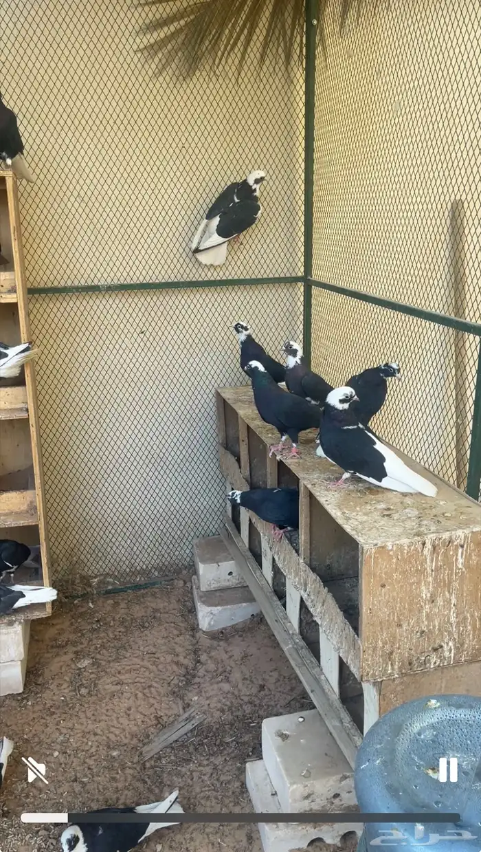 قطايف درع نظيفه 0