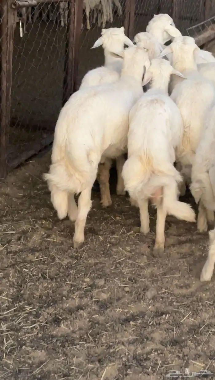 خرفان تم البيع 0