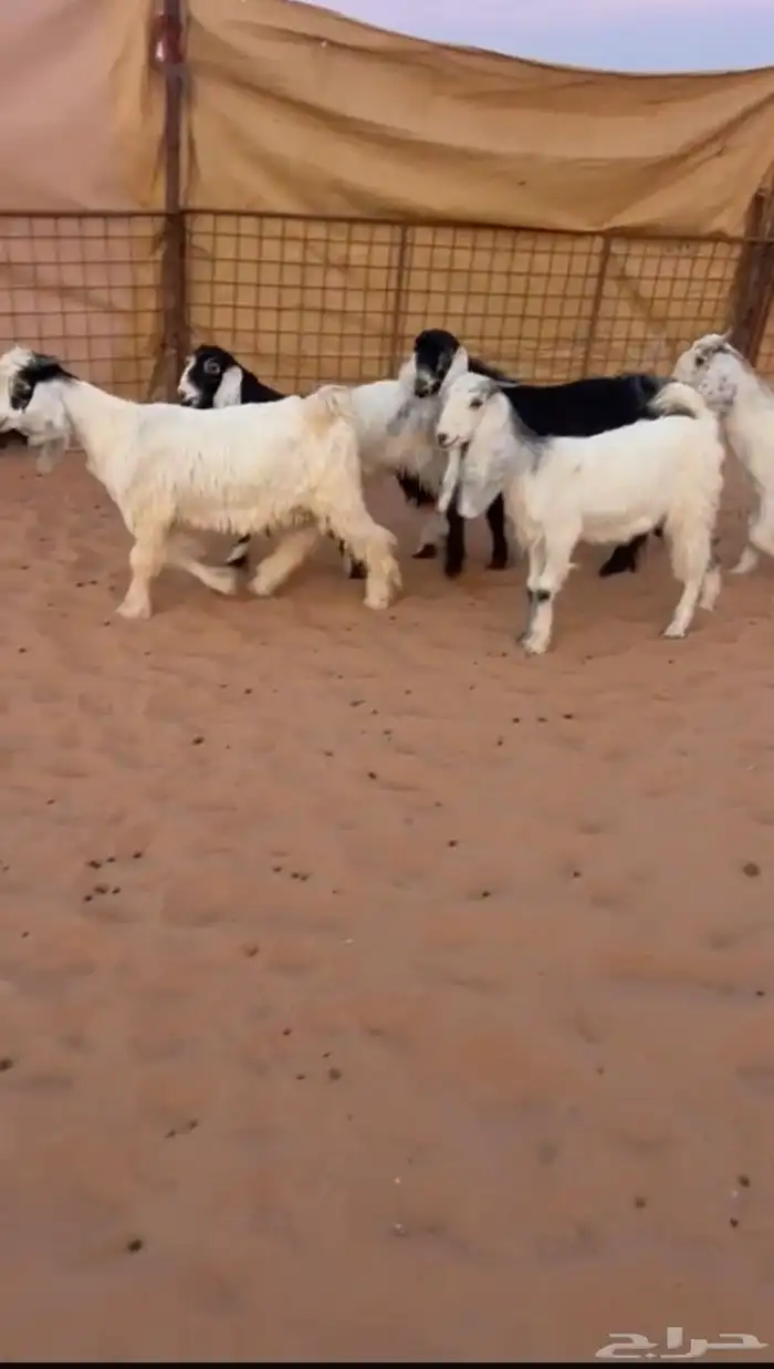 تيوس وجفار طيبه 0