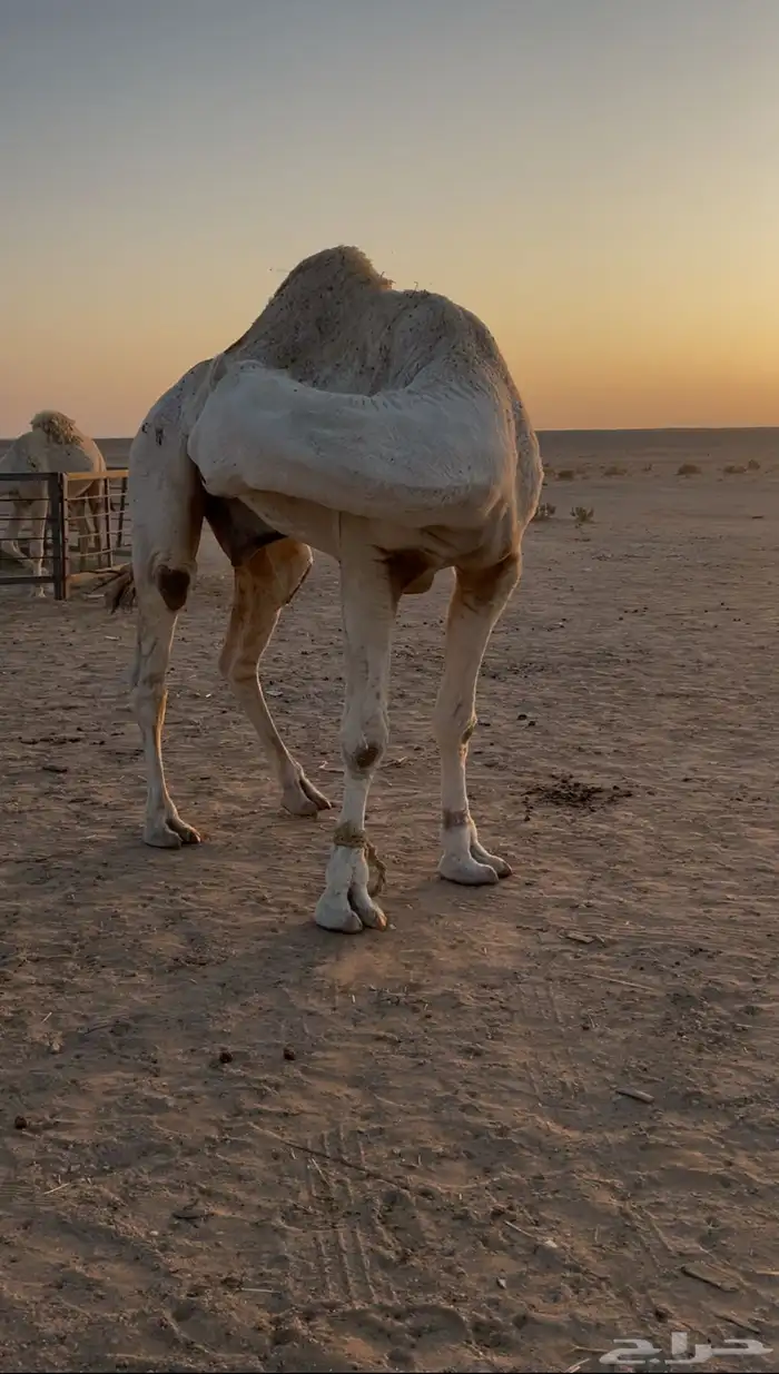 بعير باتلي 1