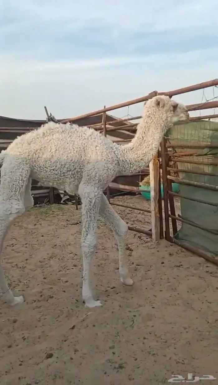 للبيع قعود ضيار 0