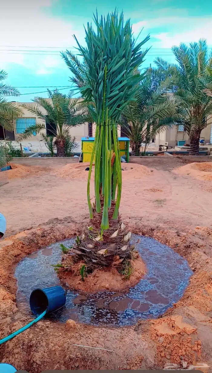 يوجدلديناجميع انواع انخل العربي والواشنطن ازينه 5