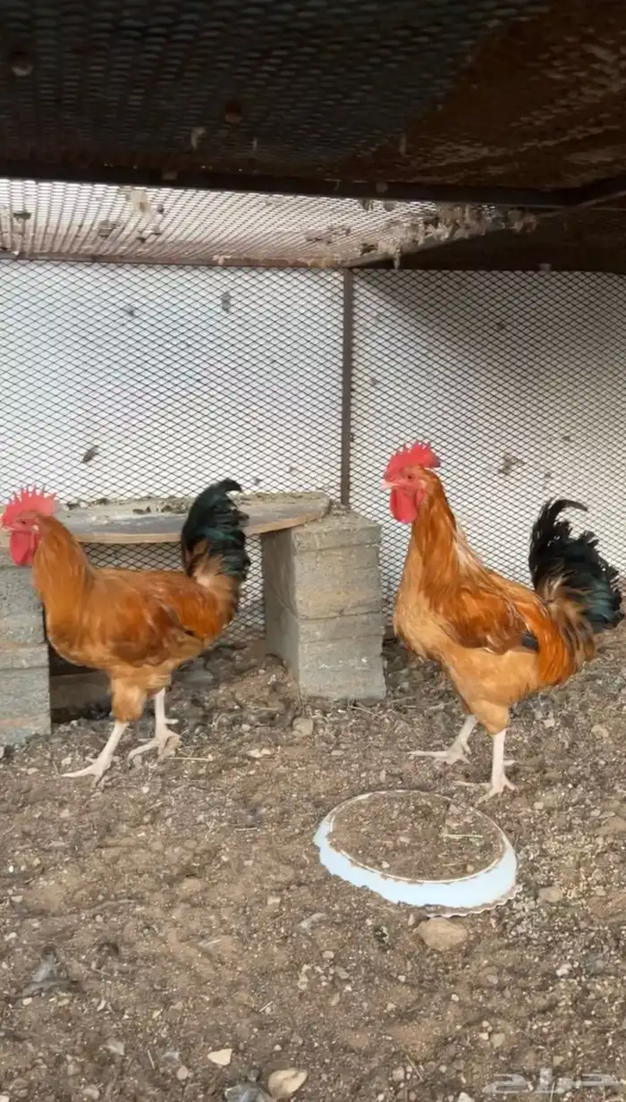 ديكين تركي 0