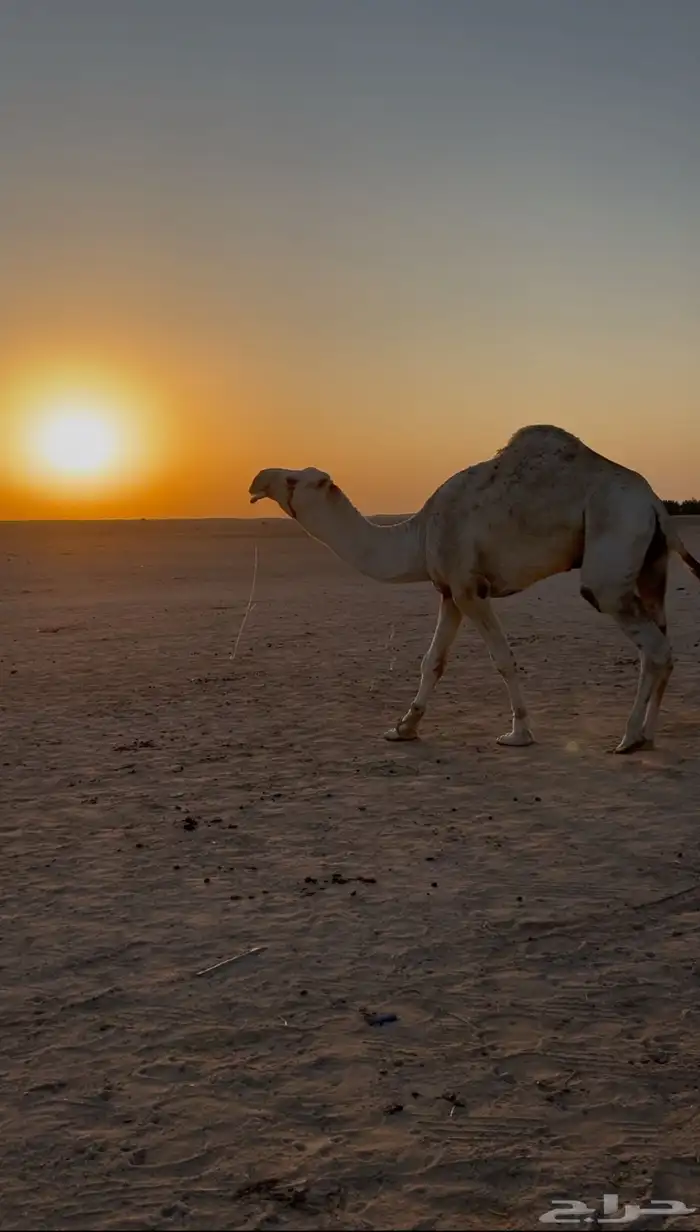 بعير باتلي 3