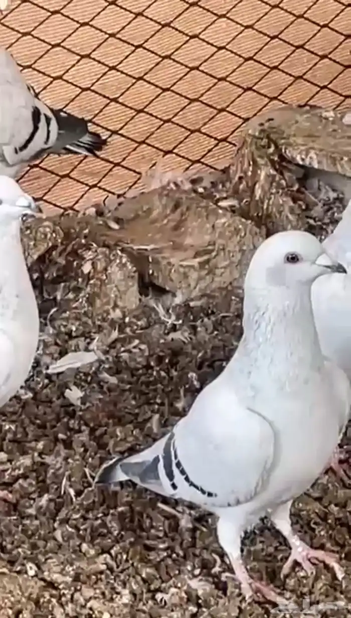 حمام شفرات شامي 1