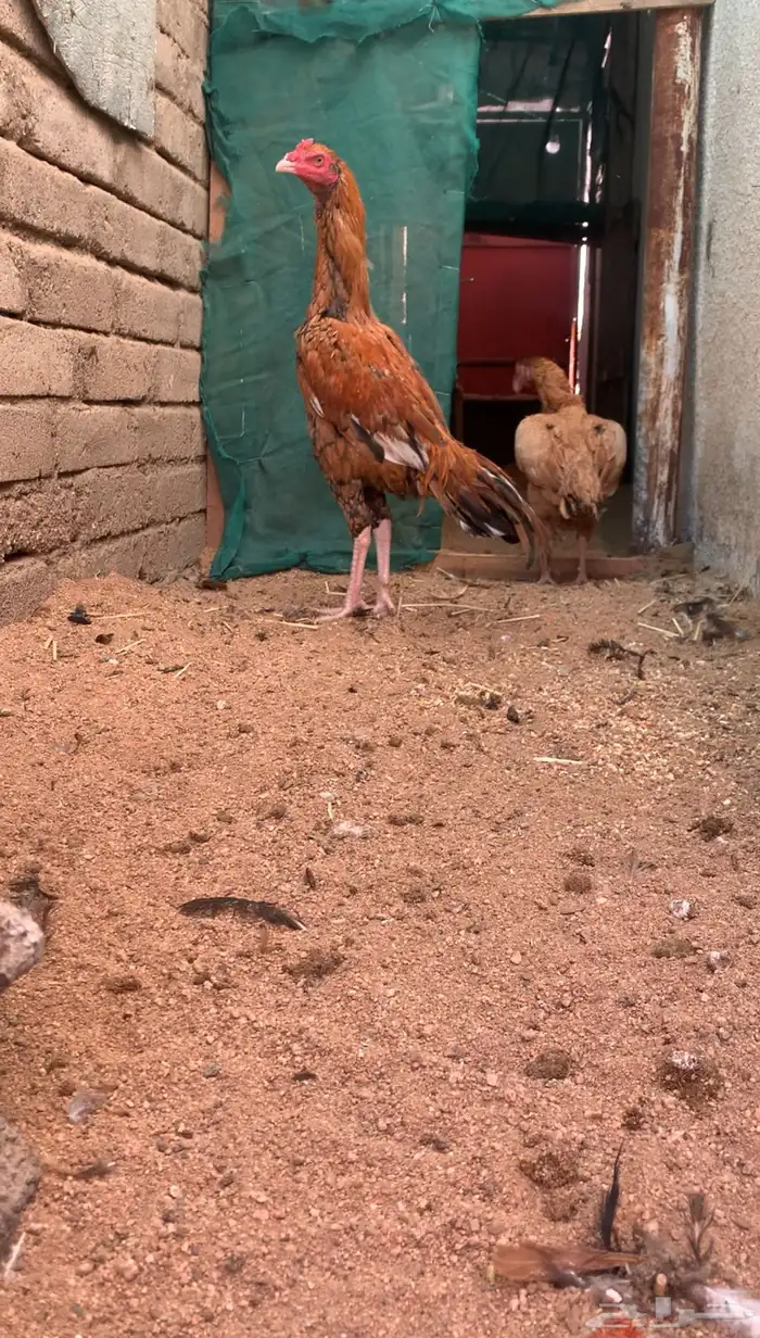 ديك سندي توب 4