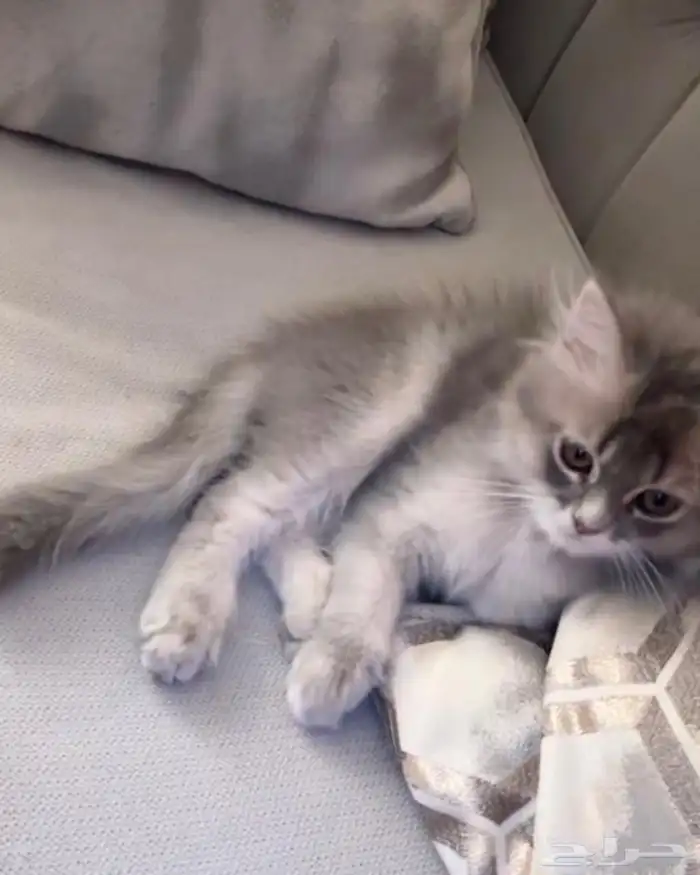 سكوتش ستريت 1