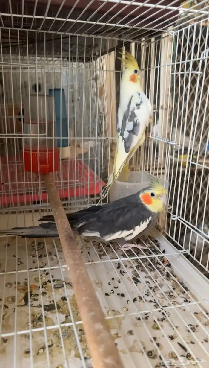 زوج كروان تركيبه جديدة 0