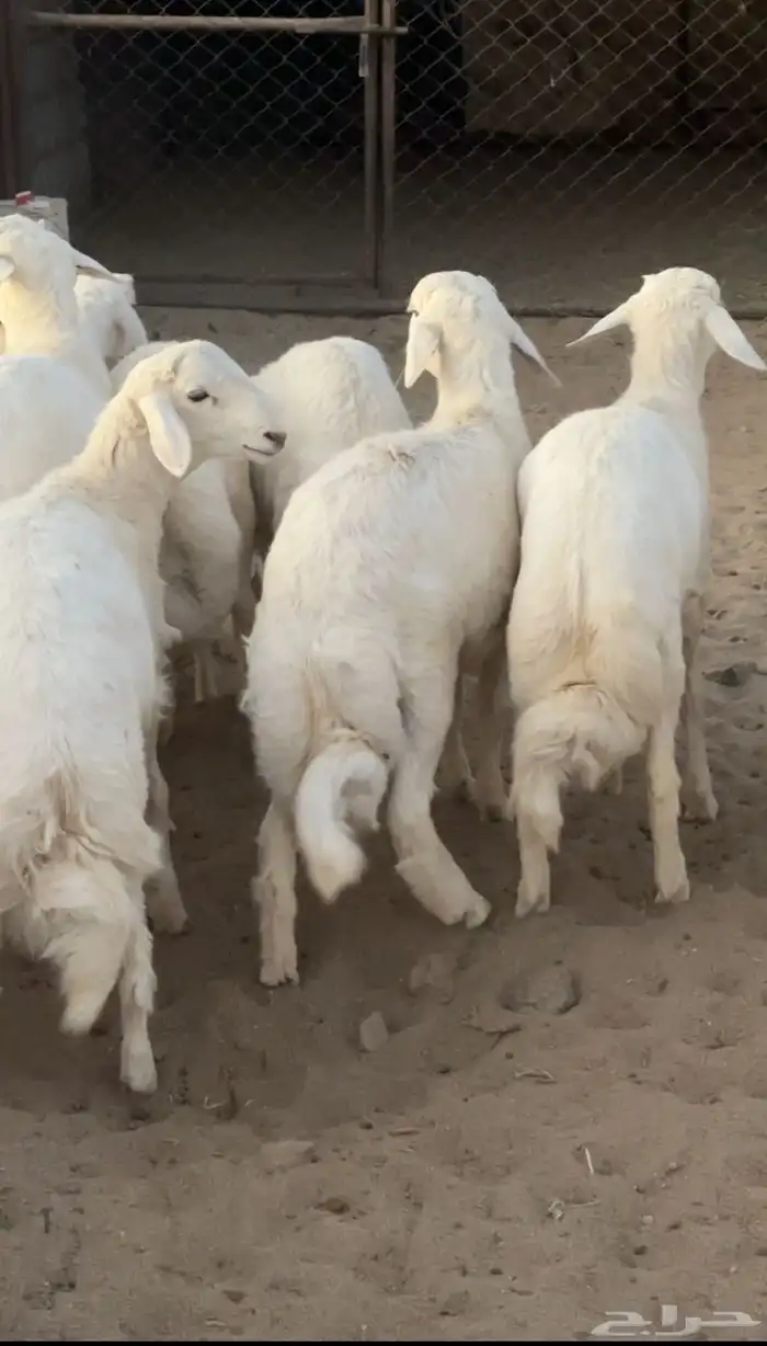 خرفان تم البيع 3