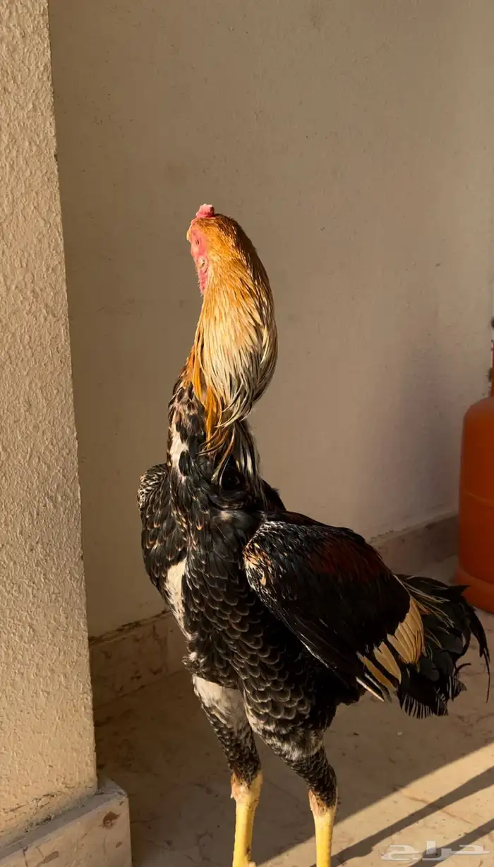 ديك شامو ياباني 1