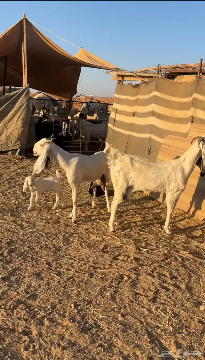 عنزين صغار سن مولده 1